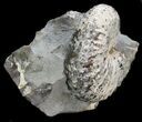 Nice Discoscaphites Gulosus Ammonite - South Dakota #34180-1